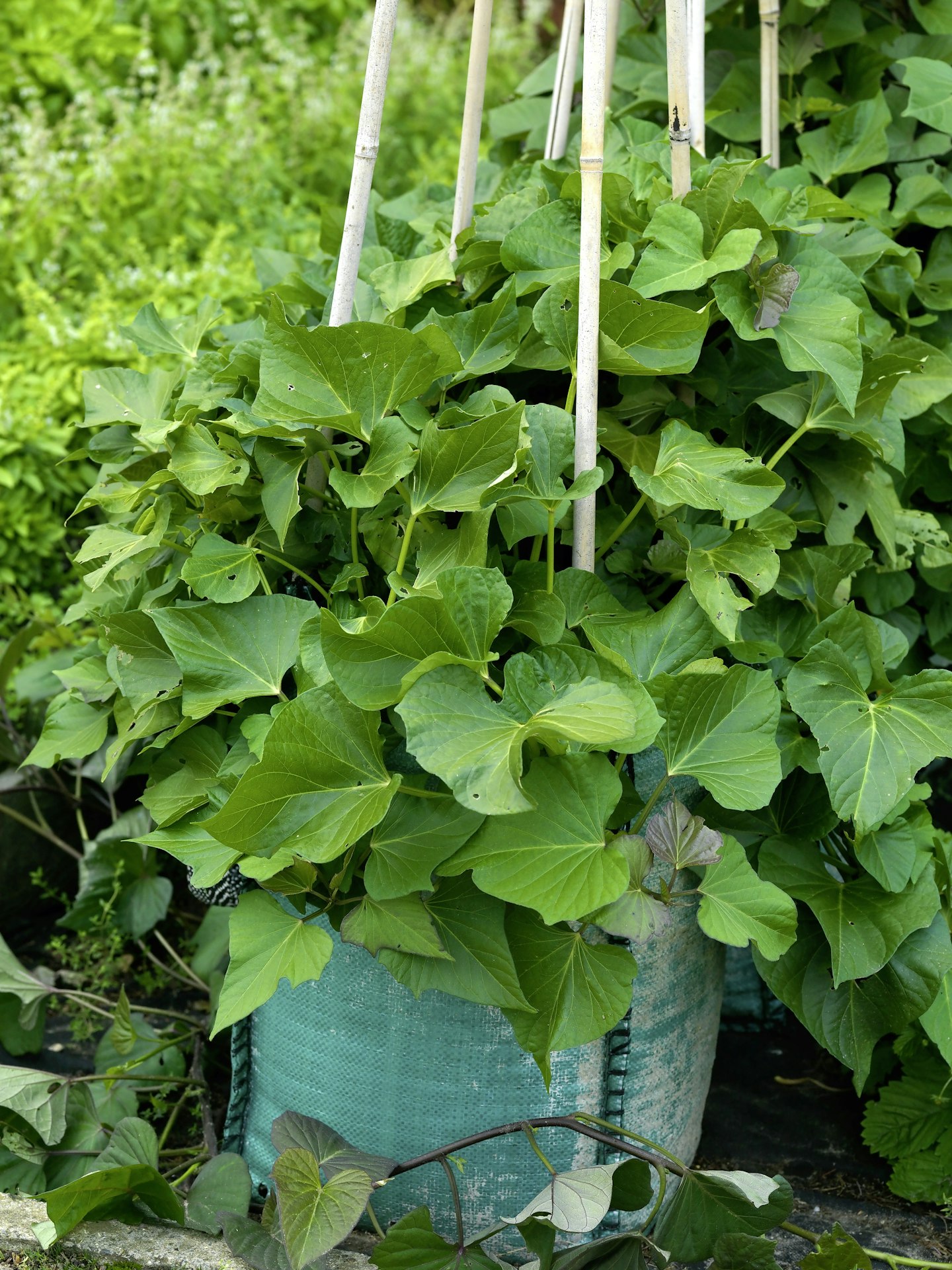 Sweet potato