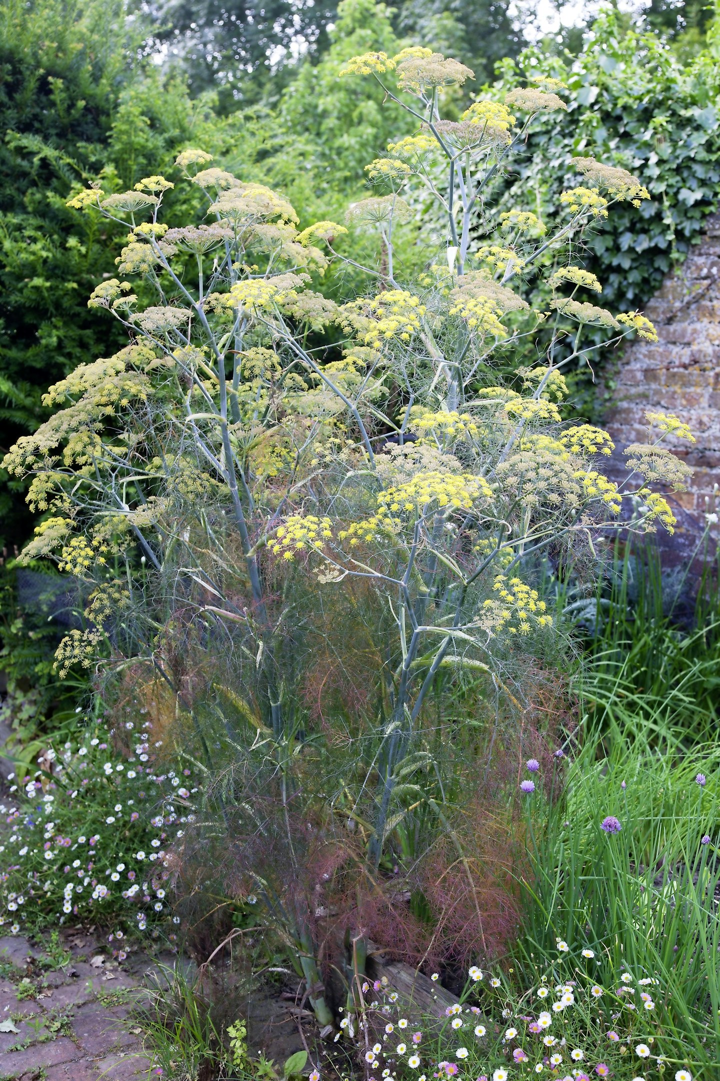 Herb fennel