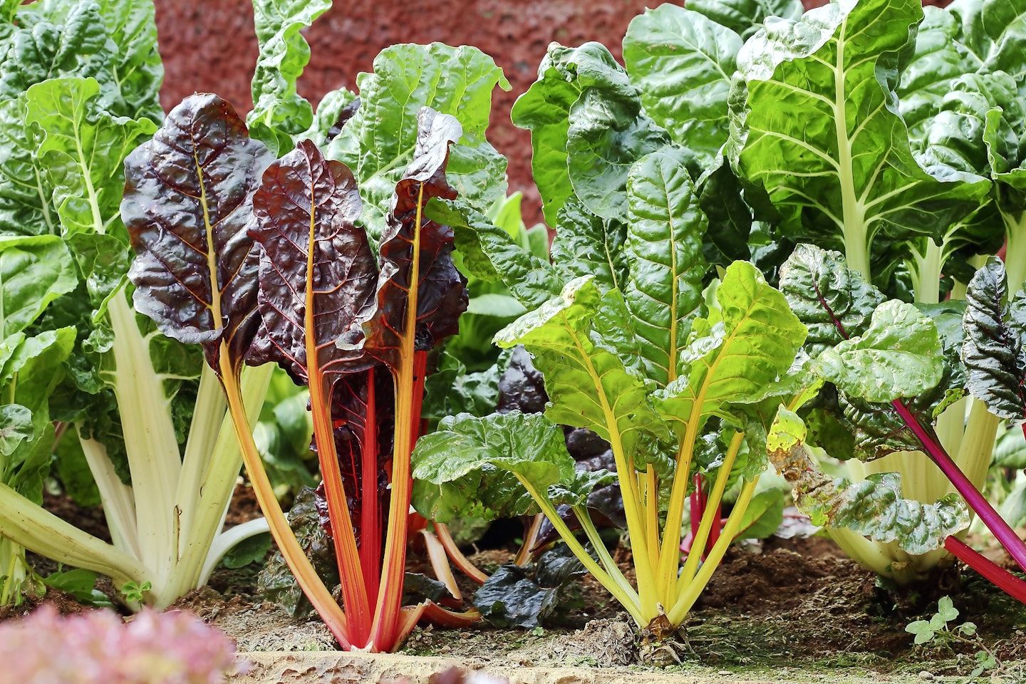 Chard