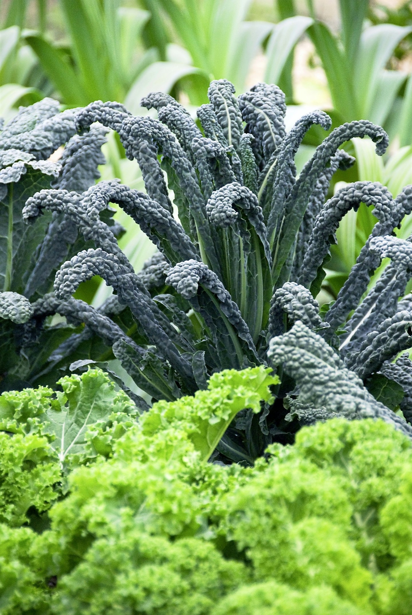 Cavolo Nero kale