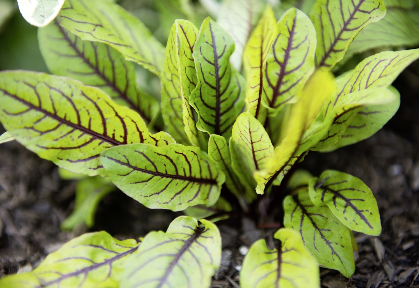 Red-veined sorrel