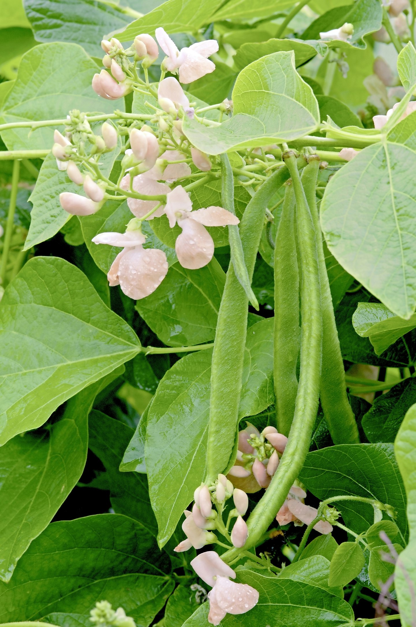 Runner bean 'Sunset'