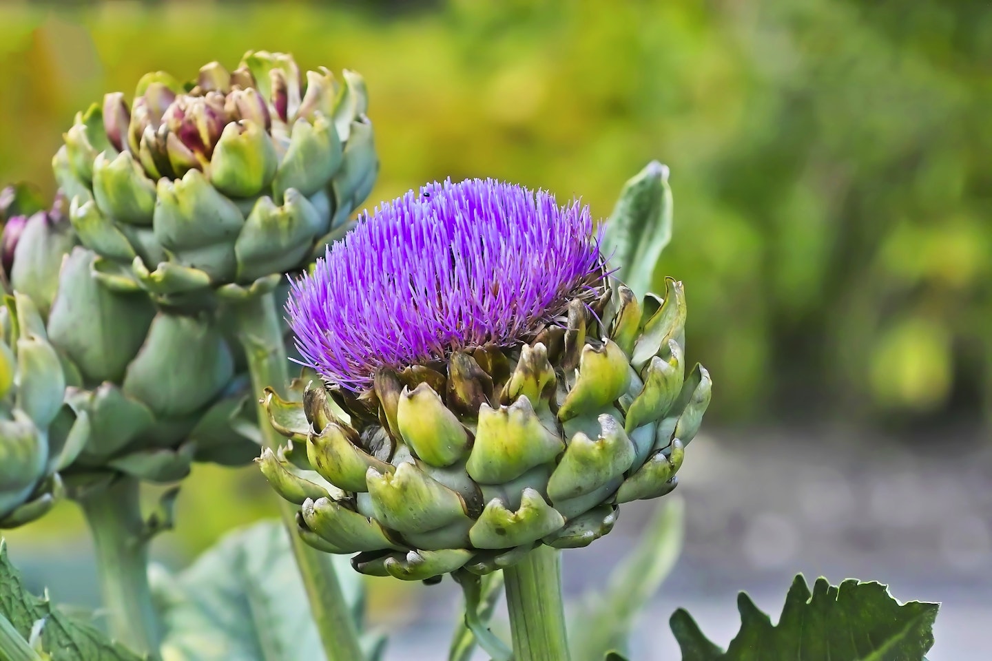 Globe artichokes