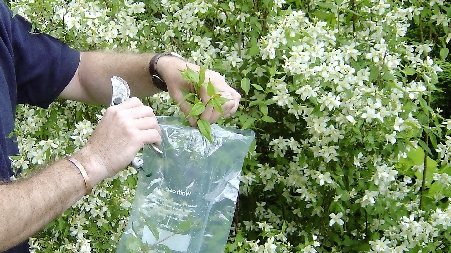 Plenty of flowering shrubs can be easily propagated