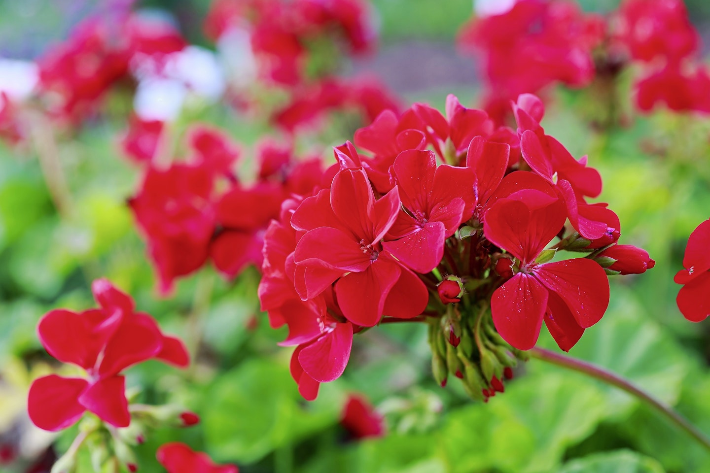 Red geraniums