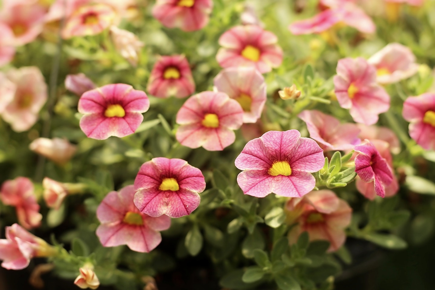 Calibrachoa