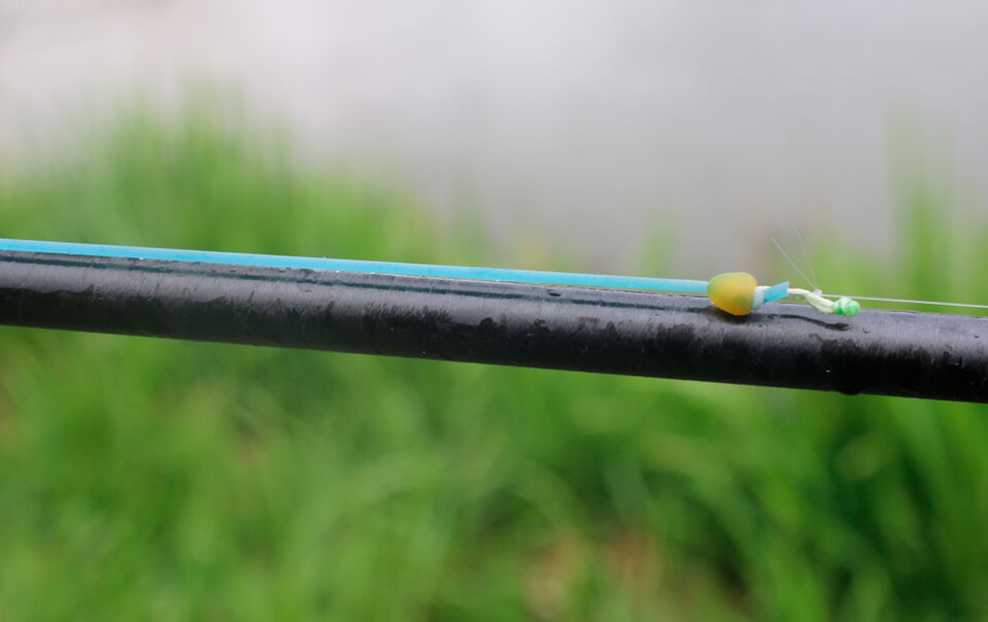 Elastic for bream