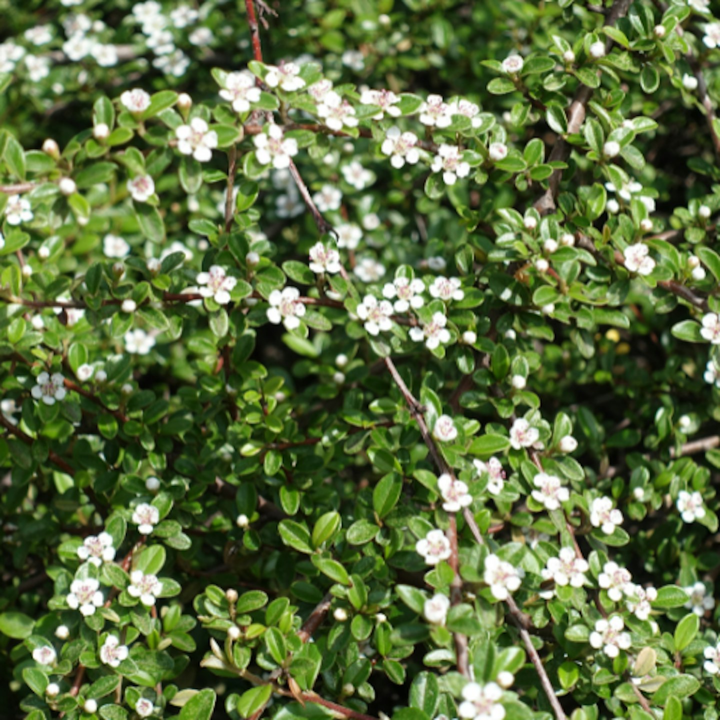 Cotoneaster horizontalis