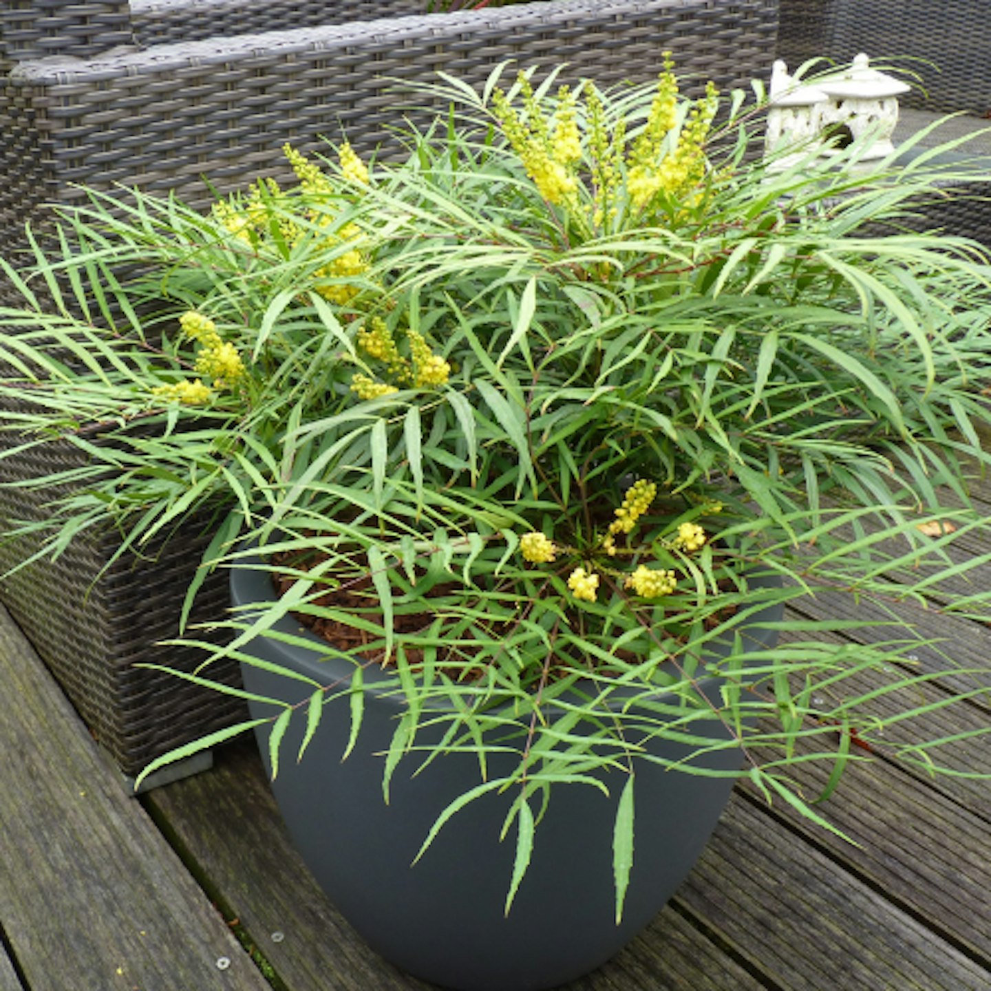 Mahonia 'Soft Caress'