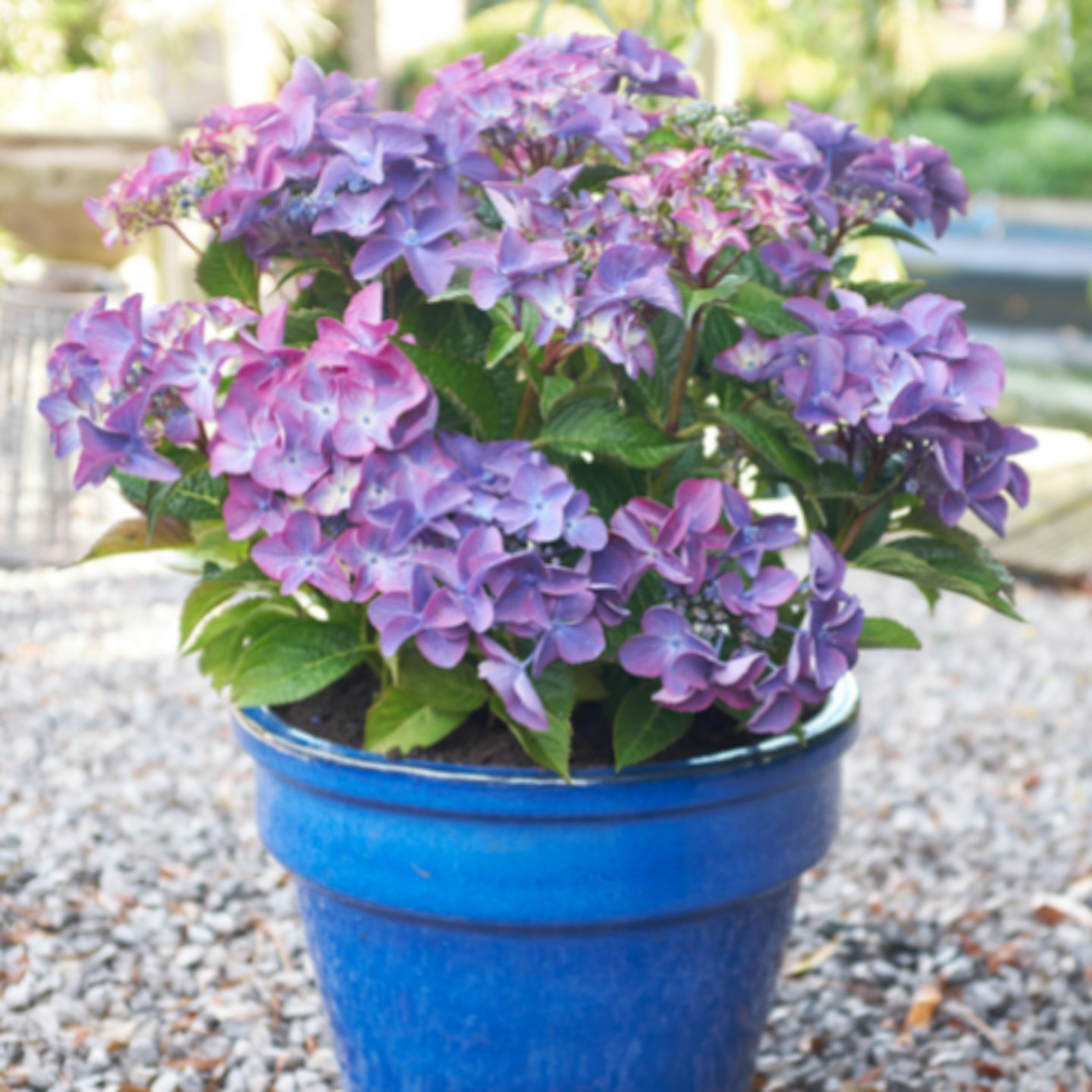 Hydrangea macrophylla 'Black Diamonds Shining Angel Blue'