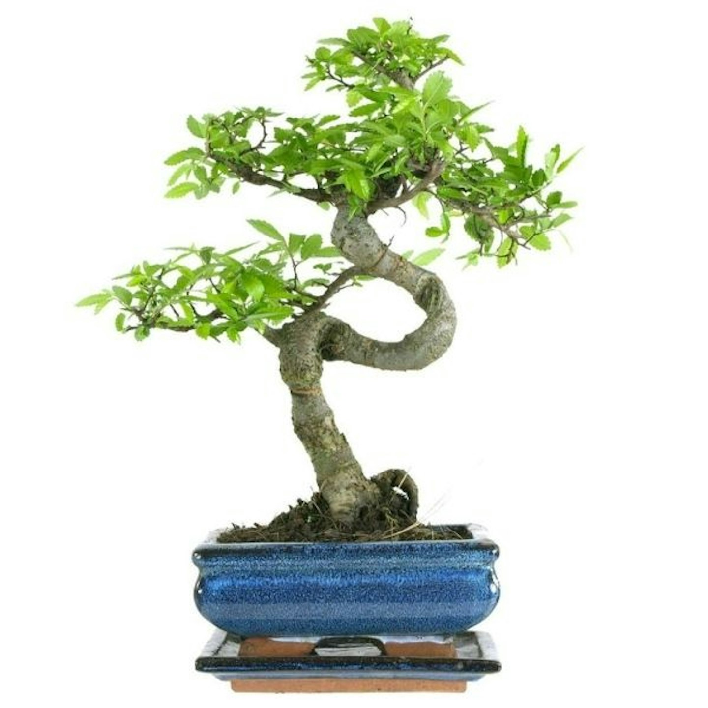 Chinese Elm, Bonsai,