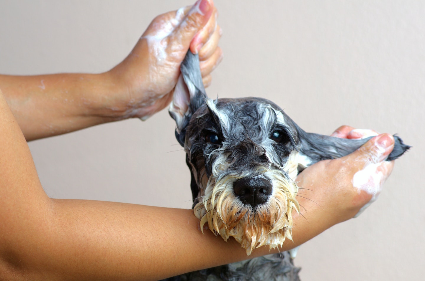 best dog flea shampoos