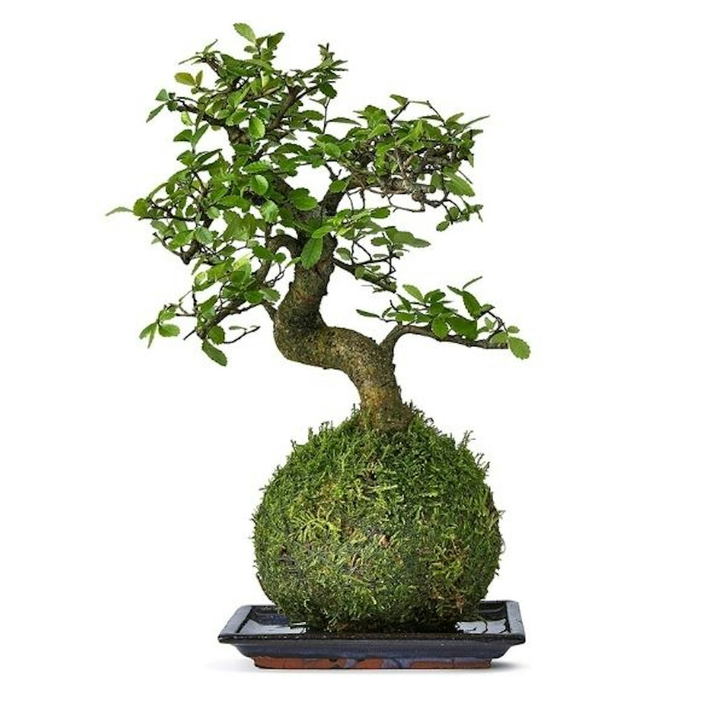 Bonsai Tree Kokedama House And Desktop Plant