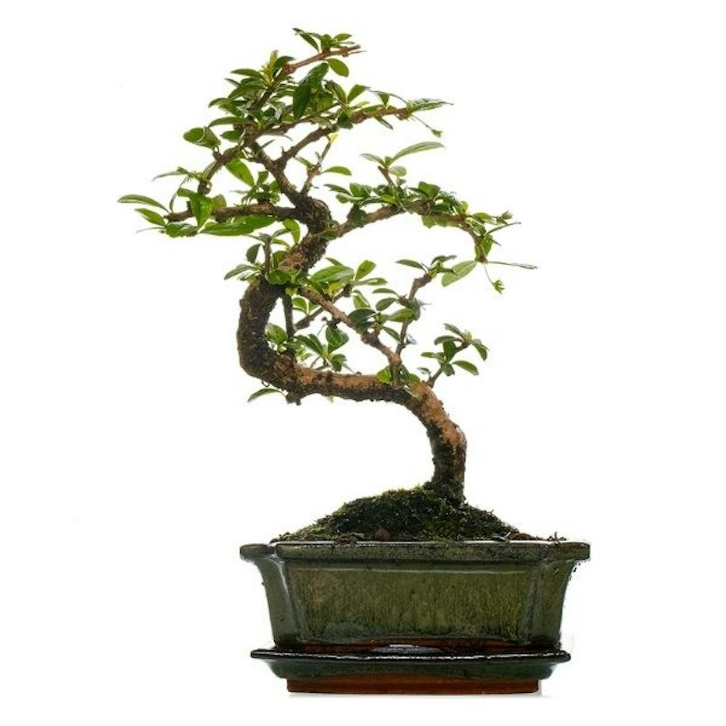 Bonsai Carmona Fukien Tea