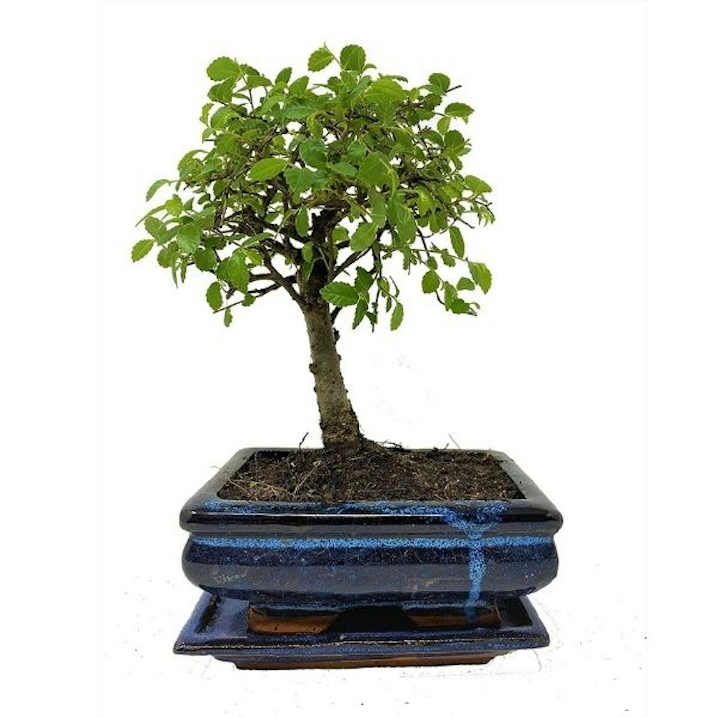 Chinese Elm Broom Style Bonsai Tree