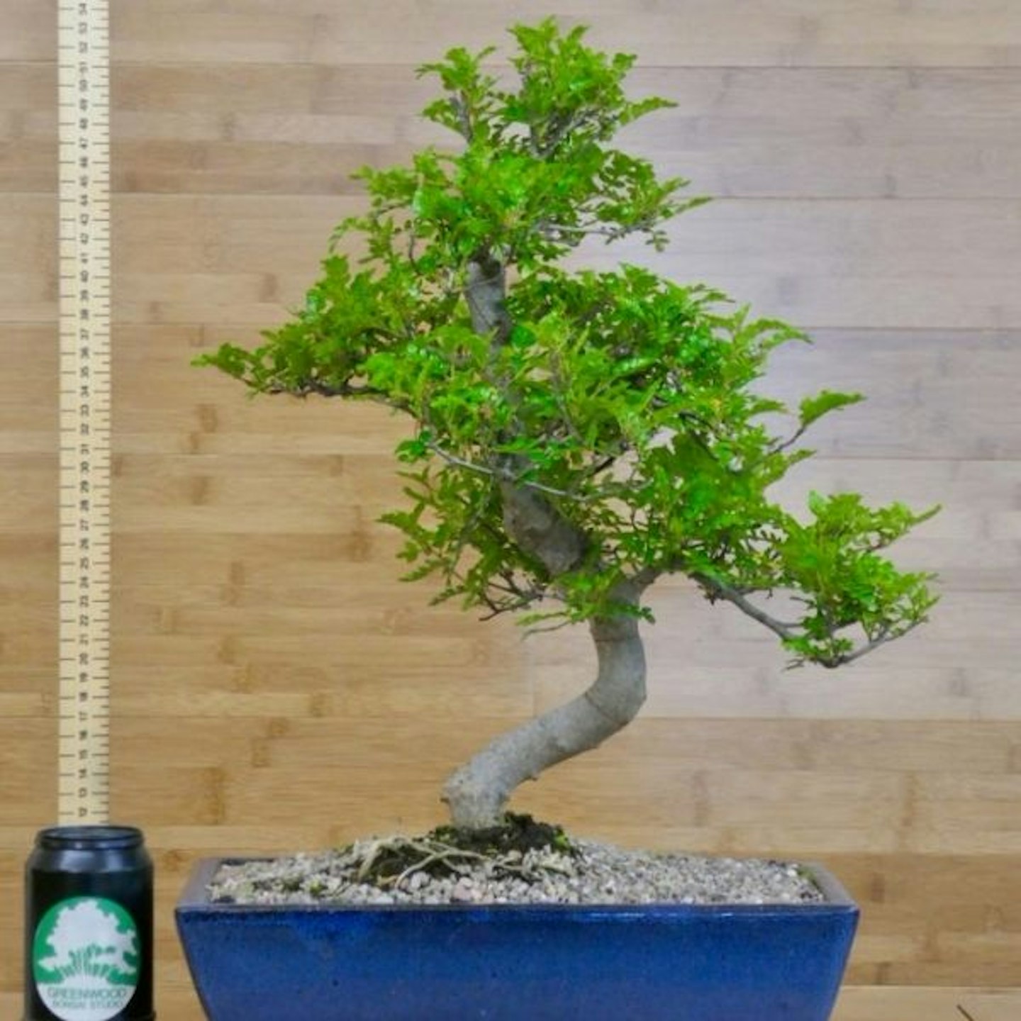 Pepper Tree Bonsai