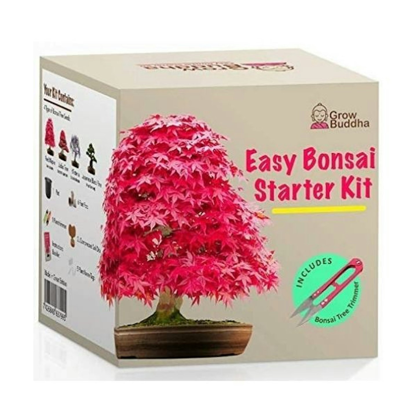 Grow Your own Bonsai kit