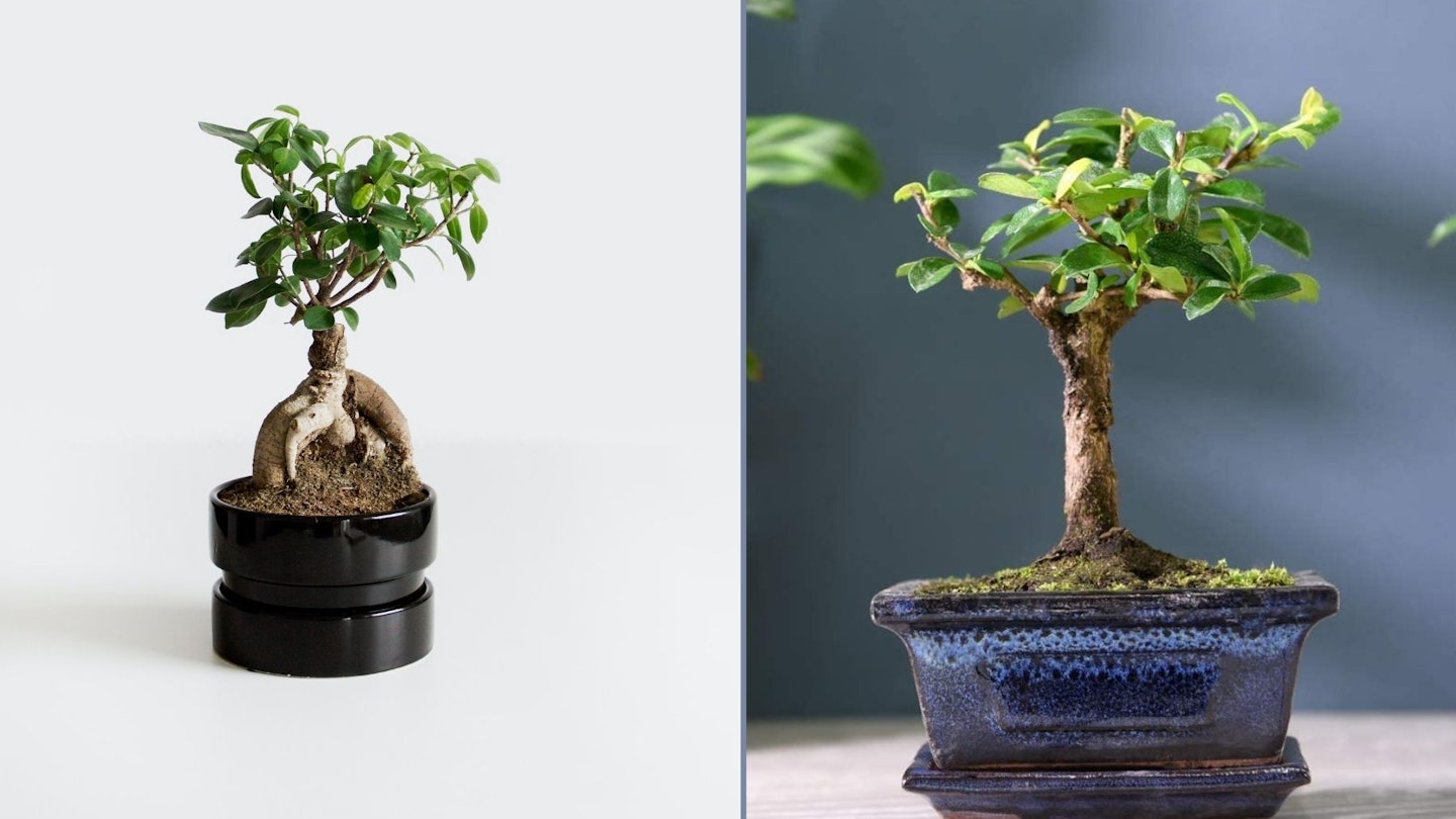the best bonsai trees