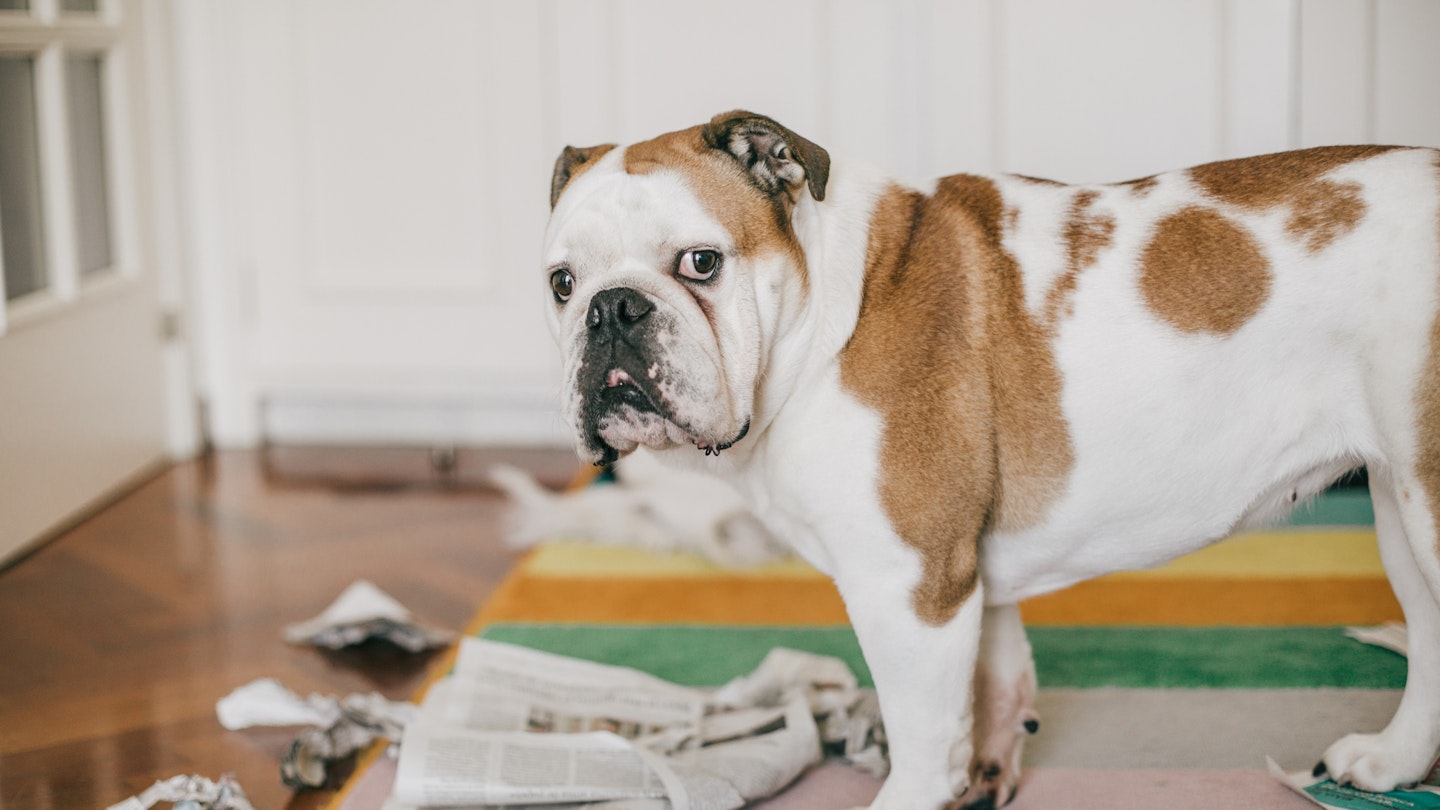 dog tearing up newspaper - the best pet cameras