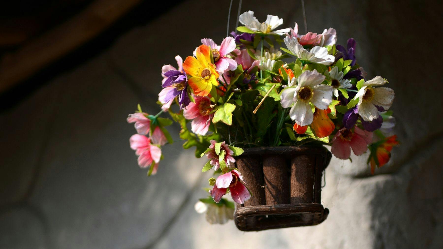 plants in hanging basket
