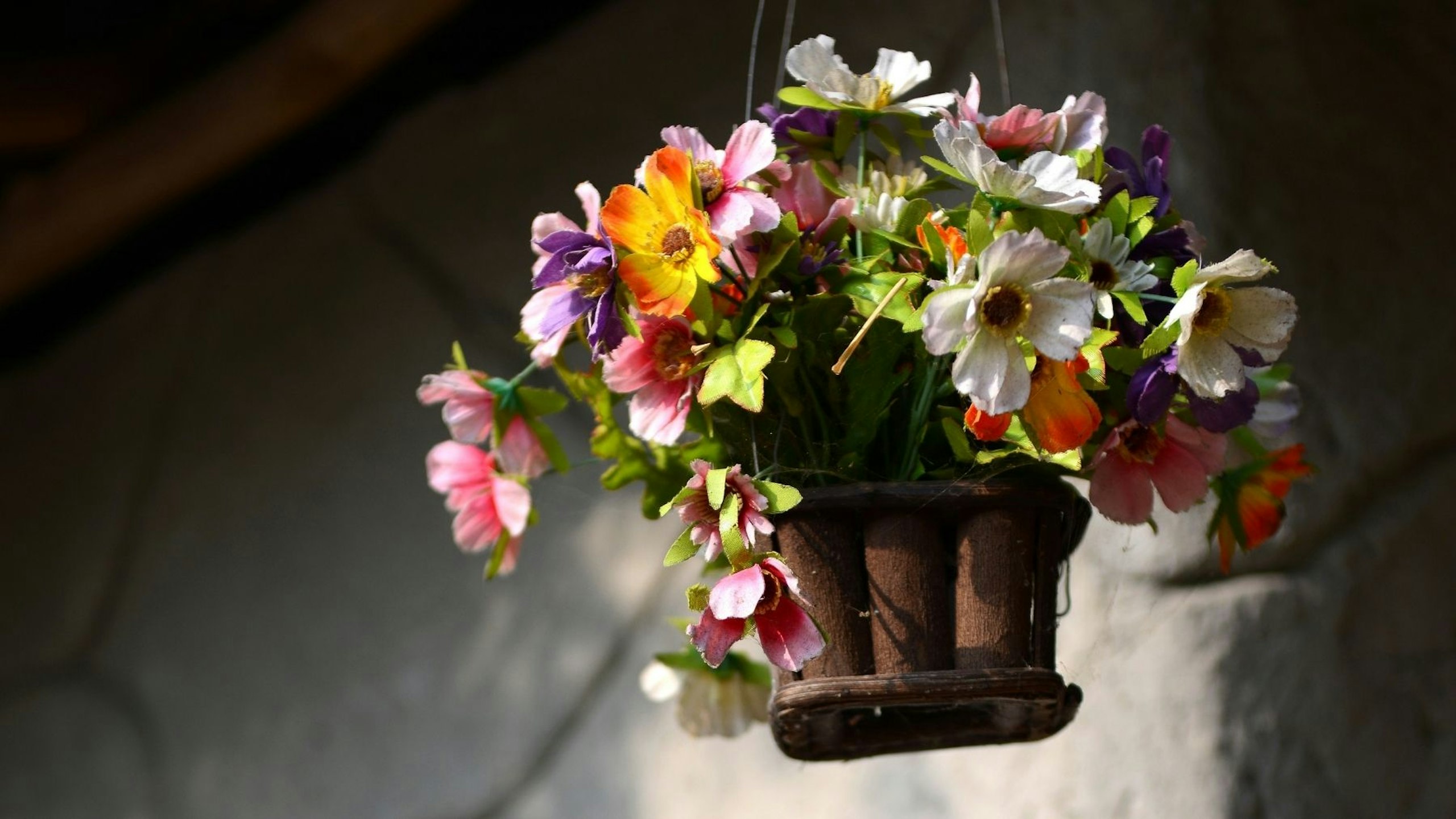 plants in hanging basket