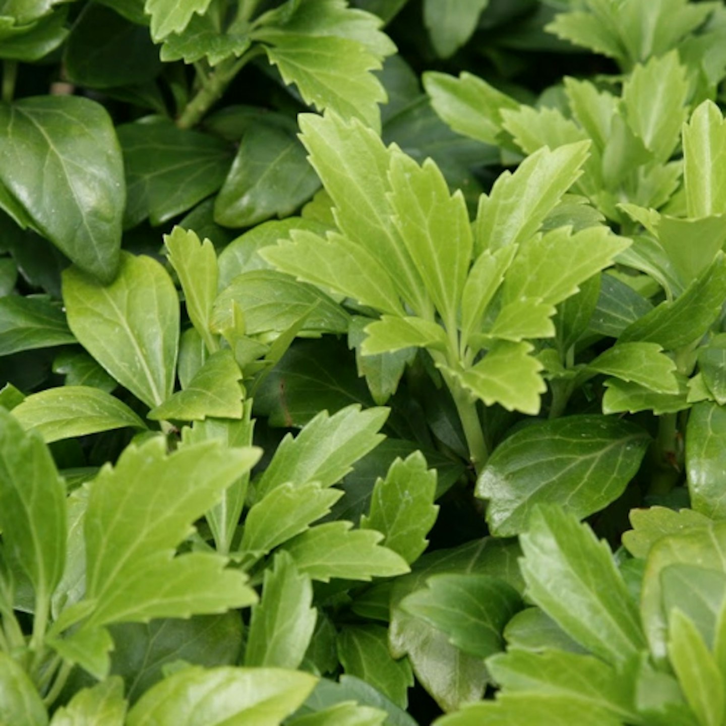 Pachysandra terminalis (Japanese spurge)