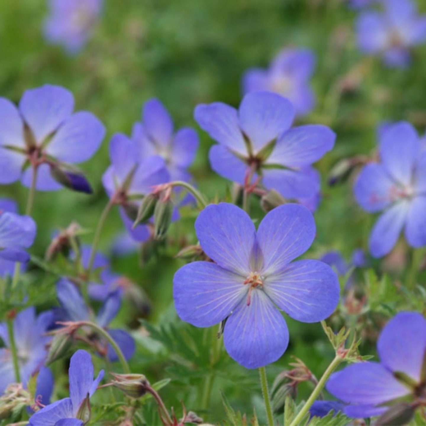 Geranium u00d7 johnsonii 'Johnson's Blue'