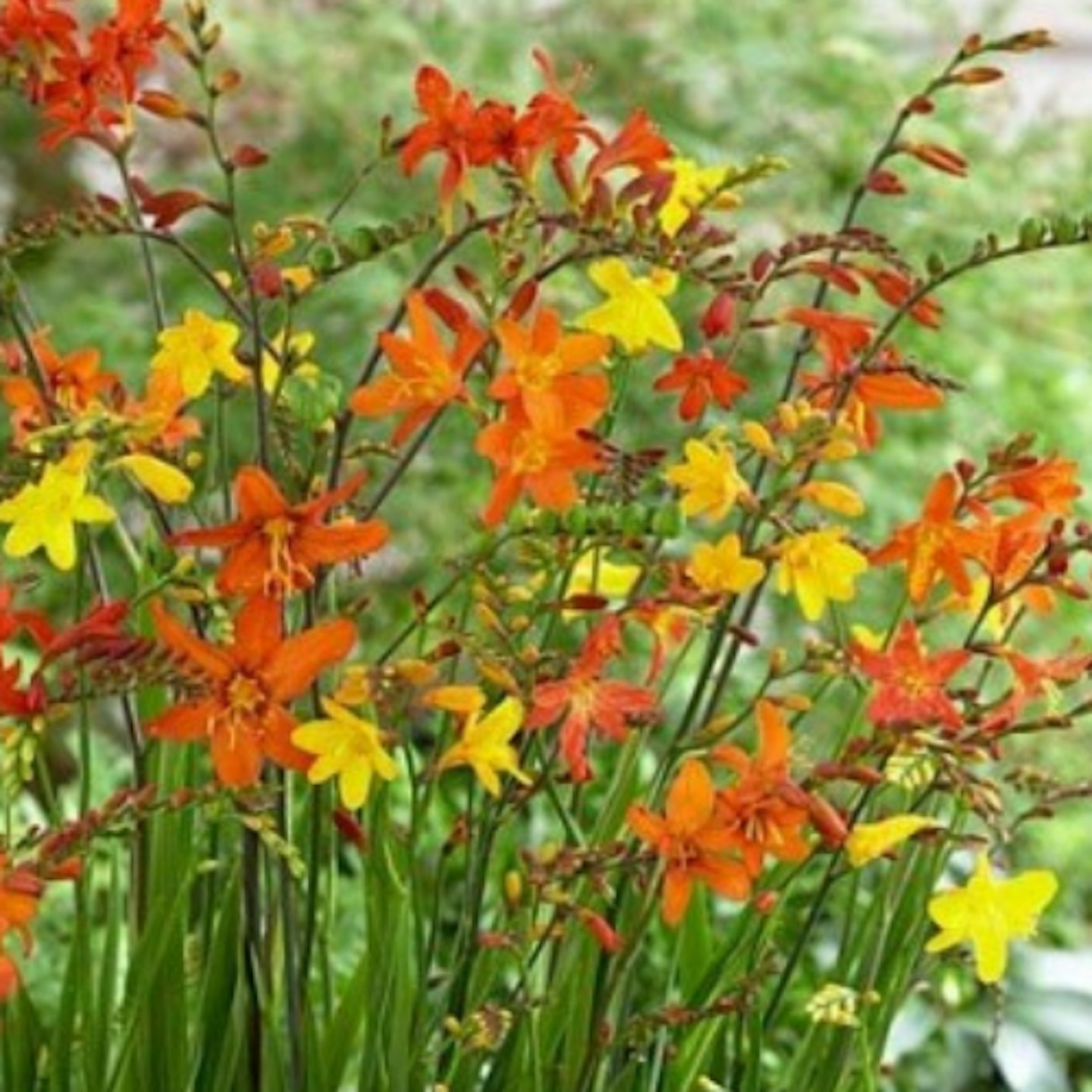 Crocosmia 'Molten Lava'