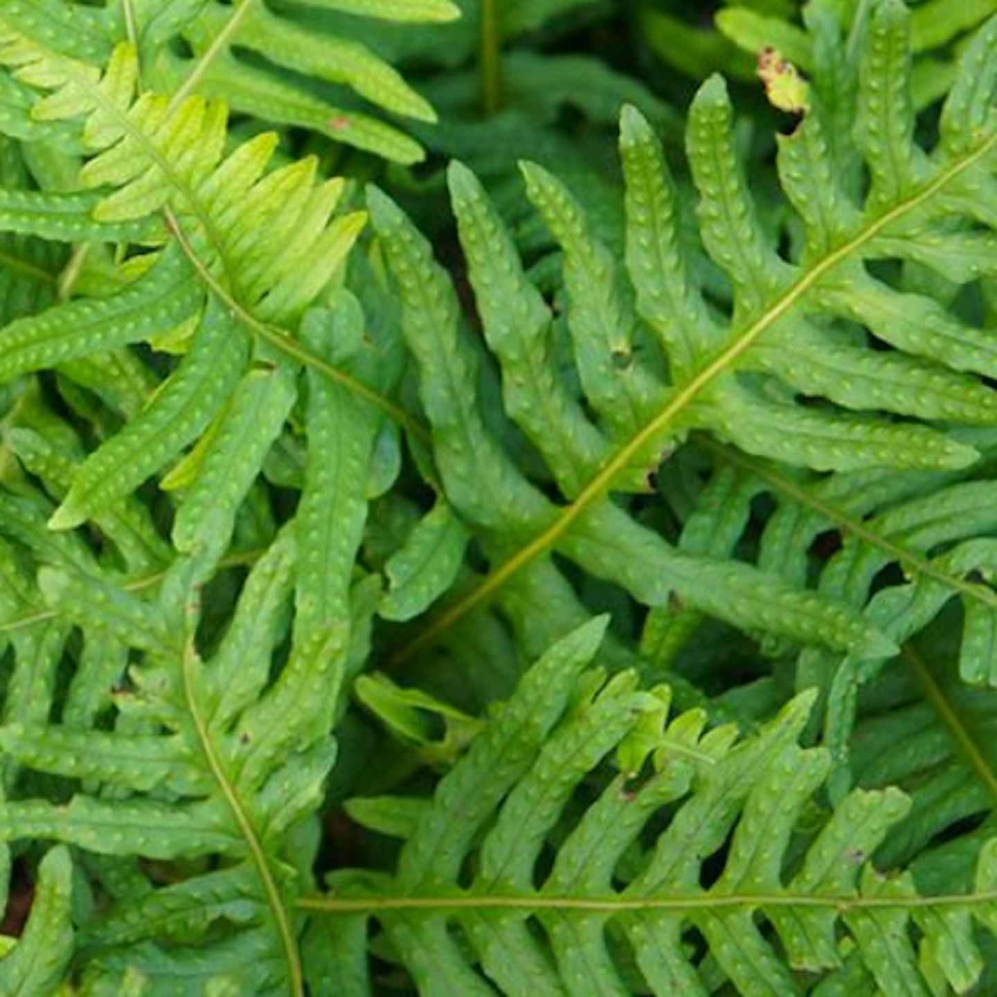 Evergreen Hardy Fern
