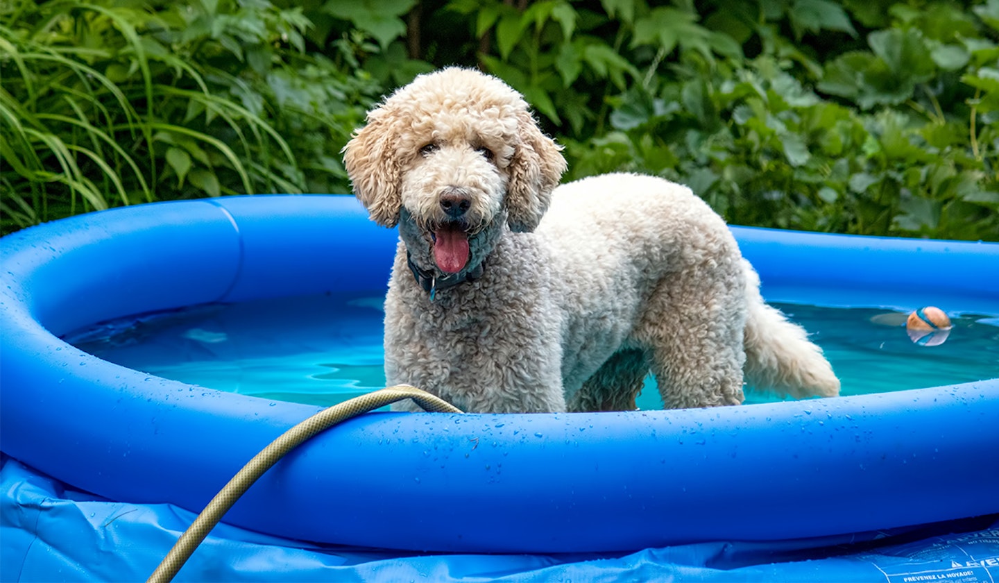 Dog in paddling pool