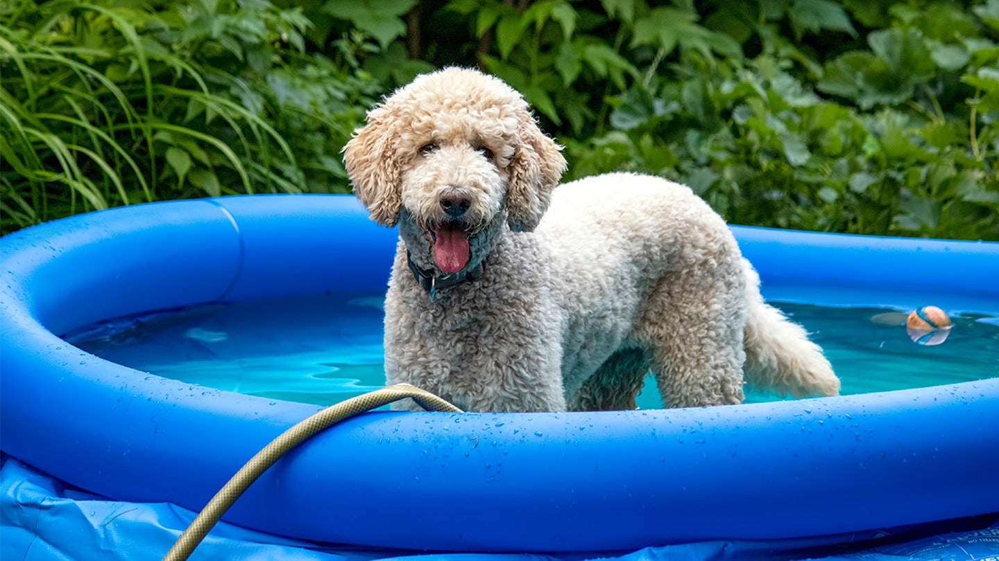 Dog cooling products