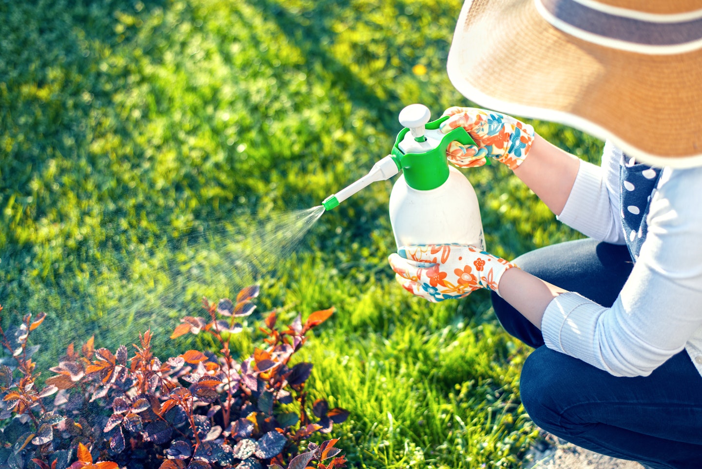 Woman applying weed killer