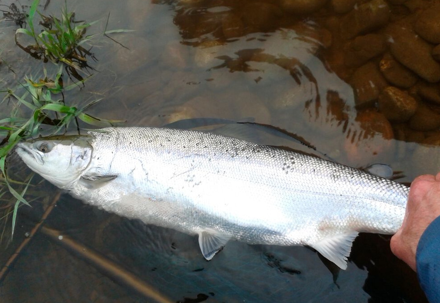 Salmon return as adults, not just to the same river, but to the same tiny stream in which they were born