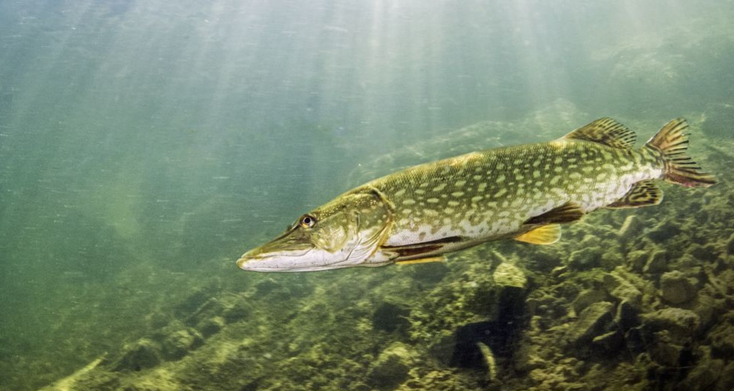 Once pike had been caught once on a lure the chances of them being fooled again fell dramatically