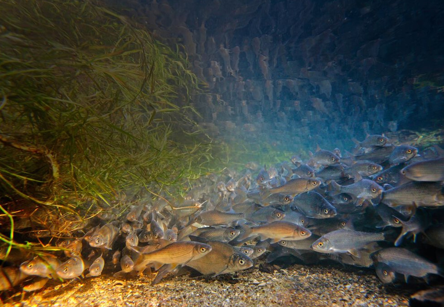 Shoaling fish can certainly recognise the body language of their shoalmates
