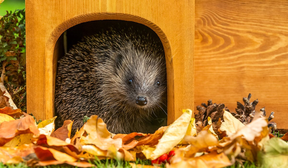 How To Make A Hedgehog House   Hedgehoghouse 