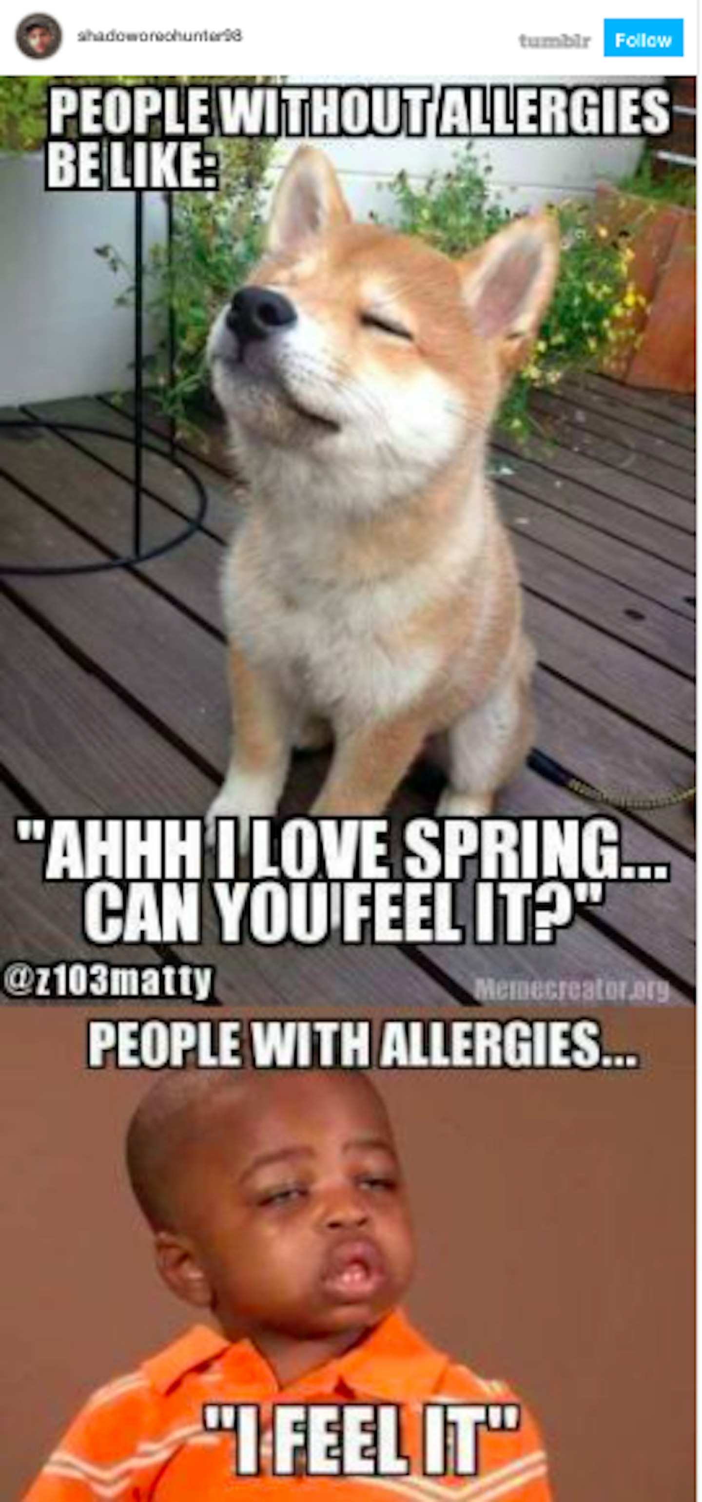 The Best Hay Fever Memes - Grazia