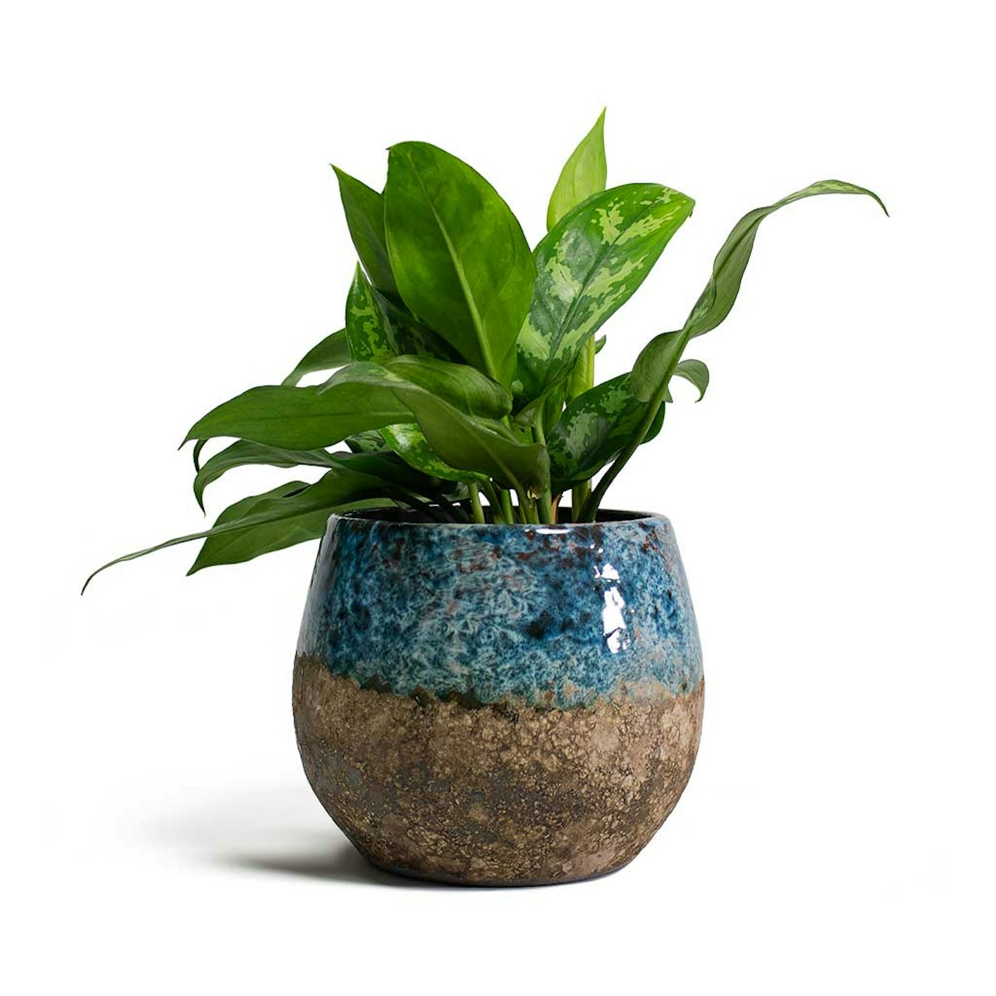 Hortology, Chinese Evergreen, £13.99