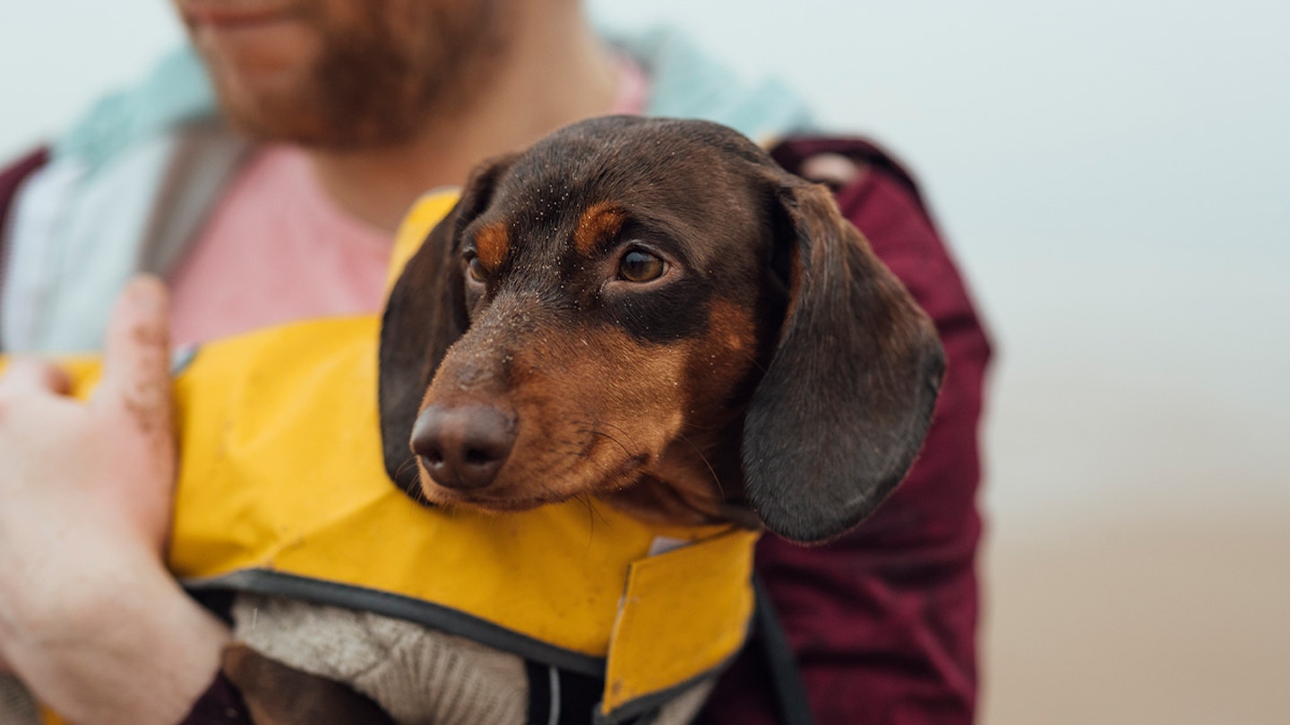 Dachshund being held whilst wearing a coat