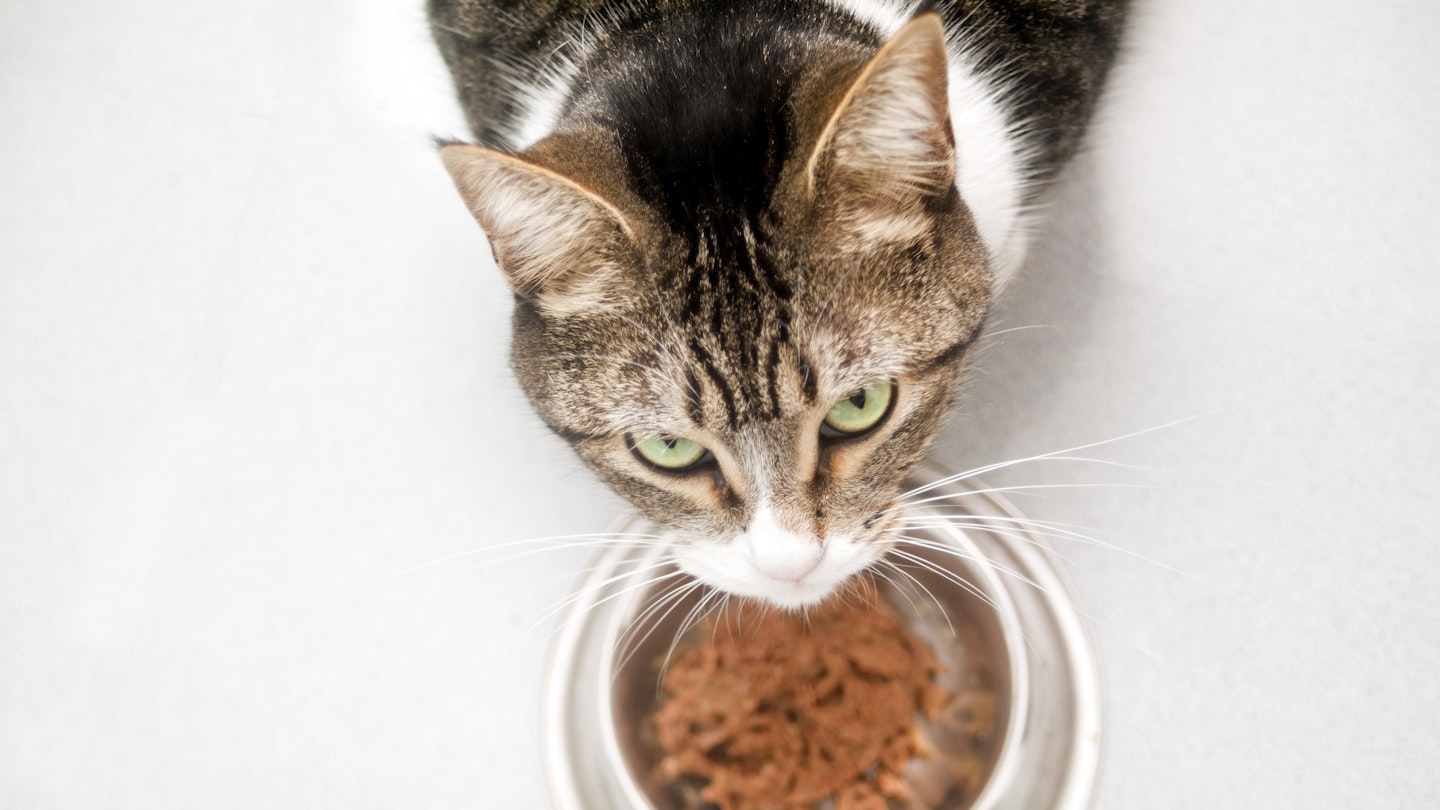the best wet cat food - cat eating from bowl