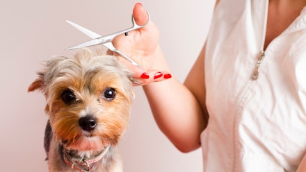 Our guide to the best dog grooming scissors | Life | Yours