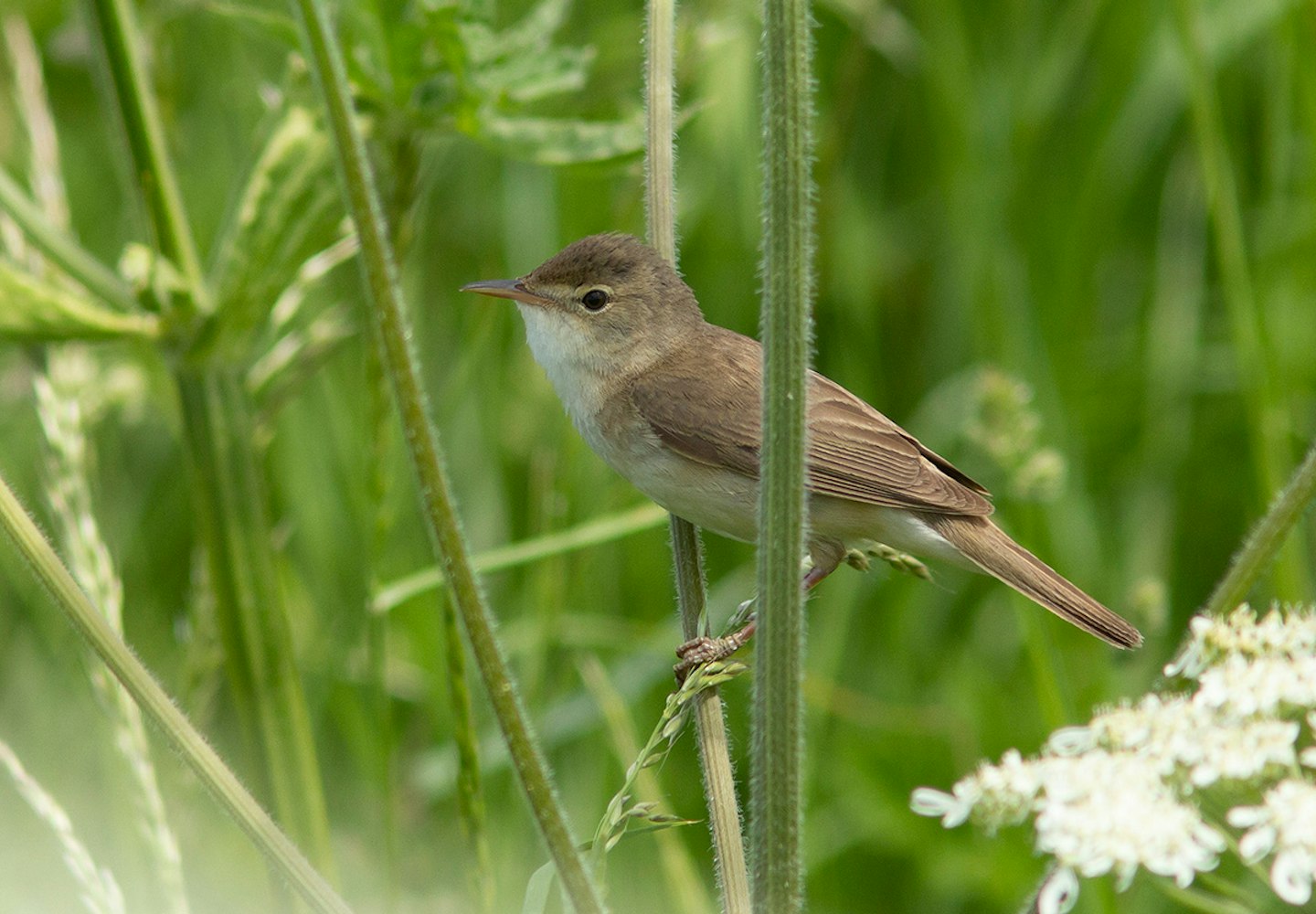 Reed Warbler