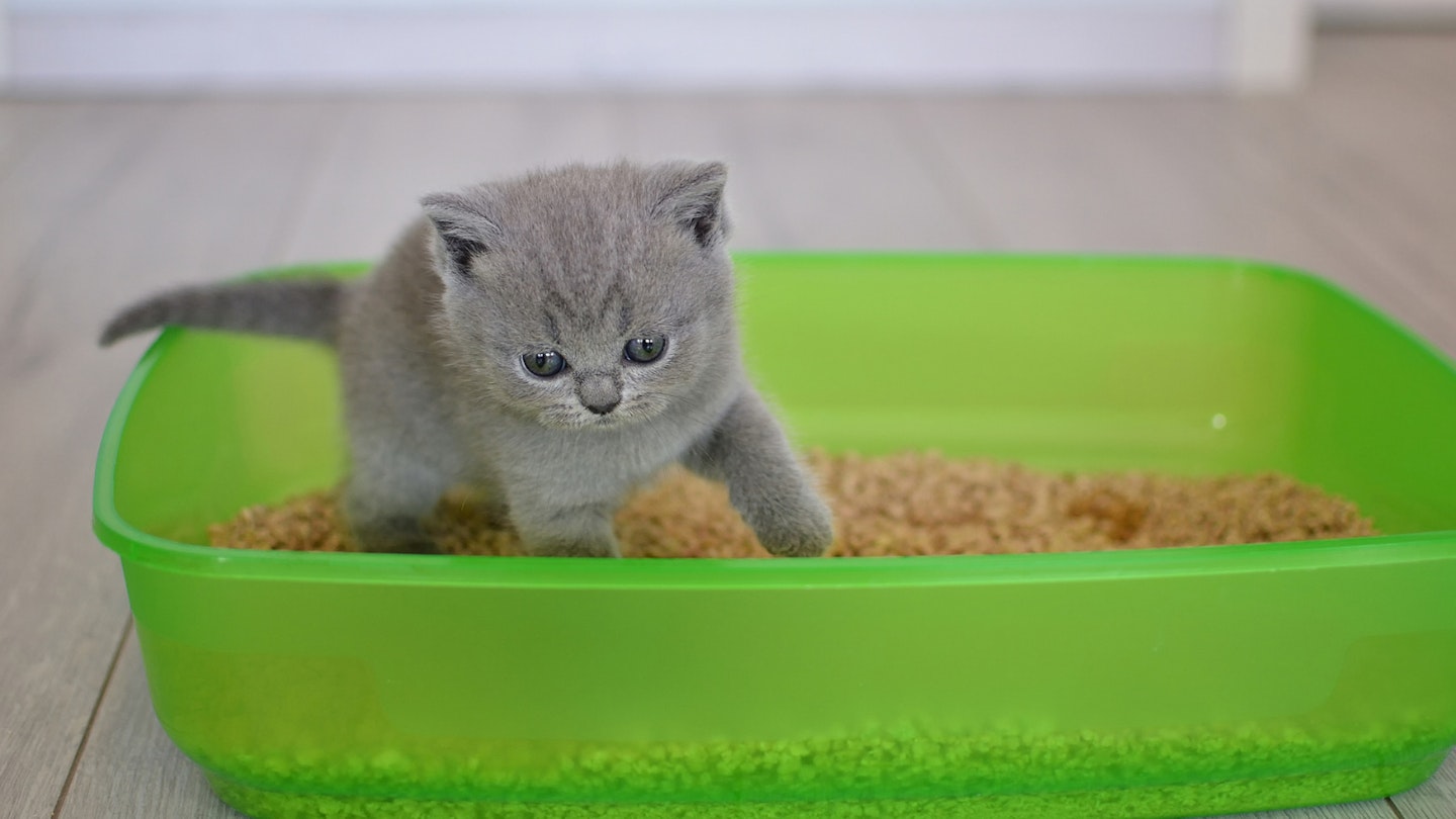 Kitten in litter tray 