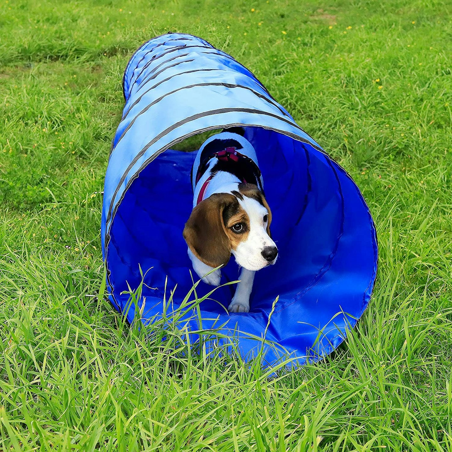 dibea dog tunnel with dog inside