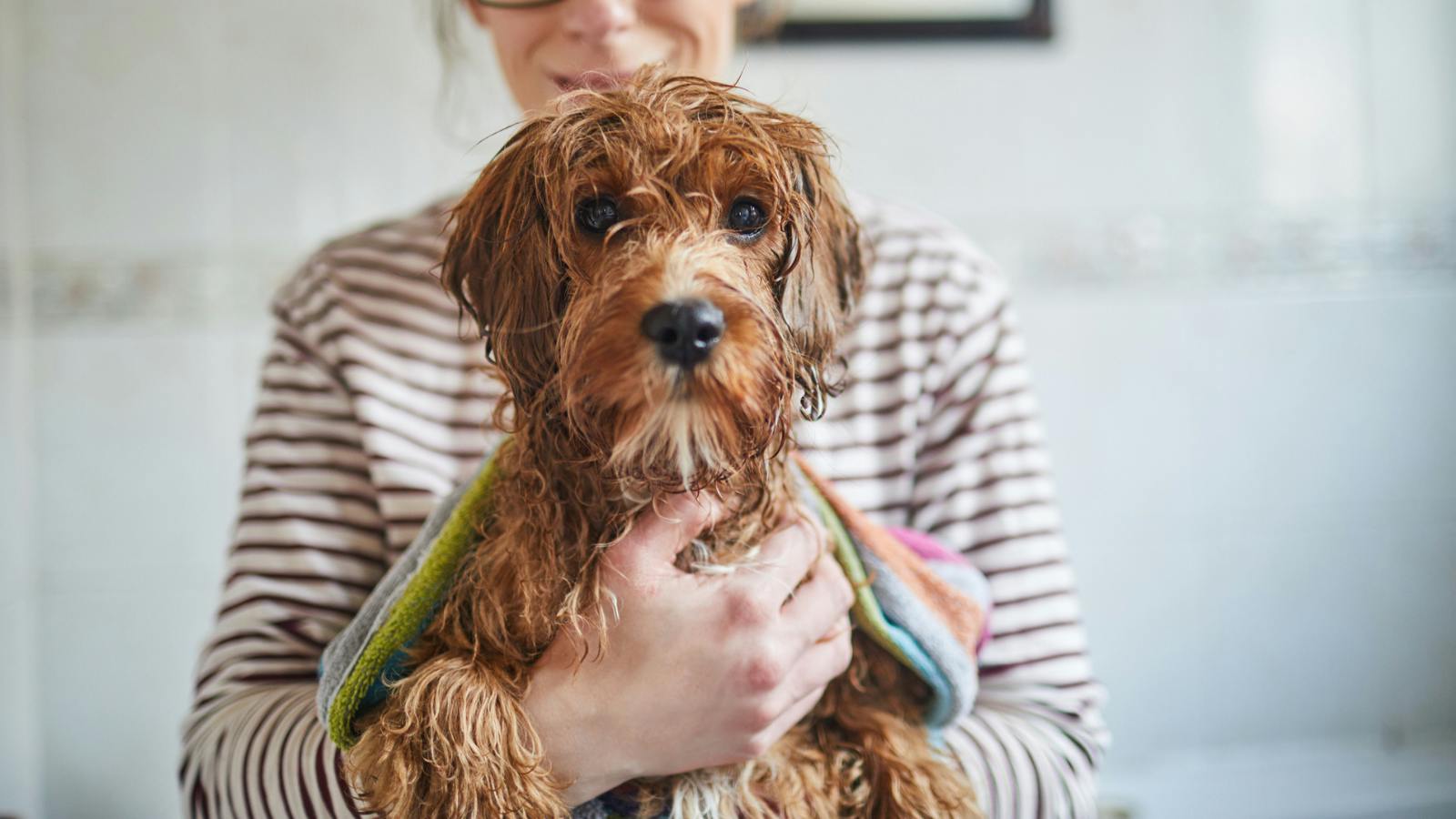 Best Dog Towels To Keep Your Pup Dry And Cosy - Vimarsana News