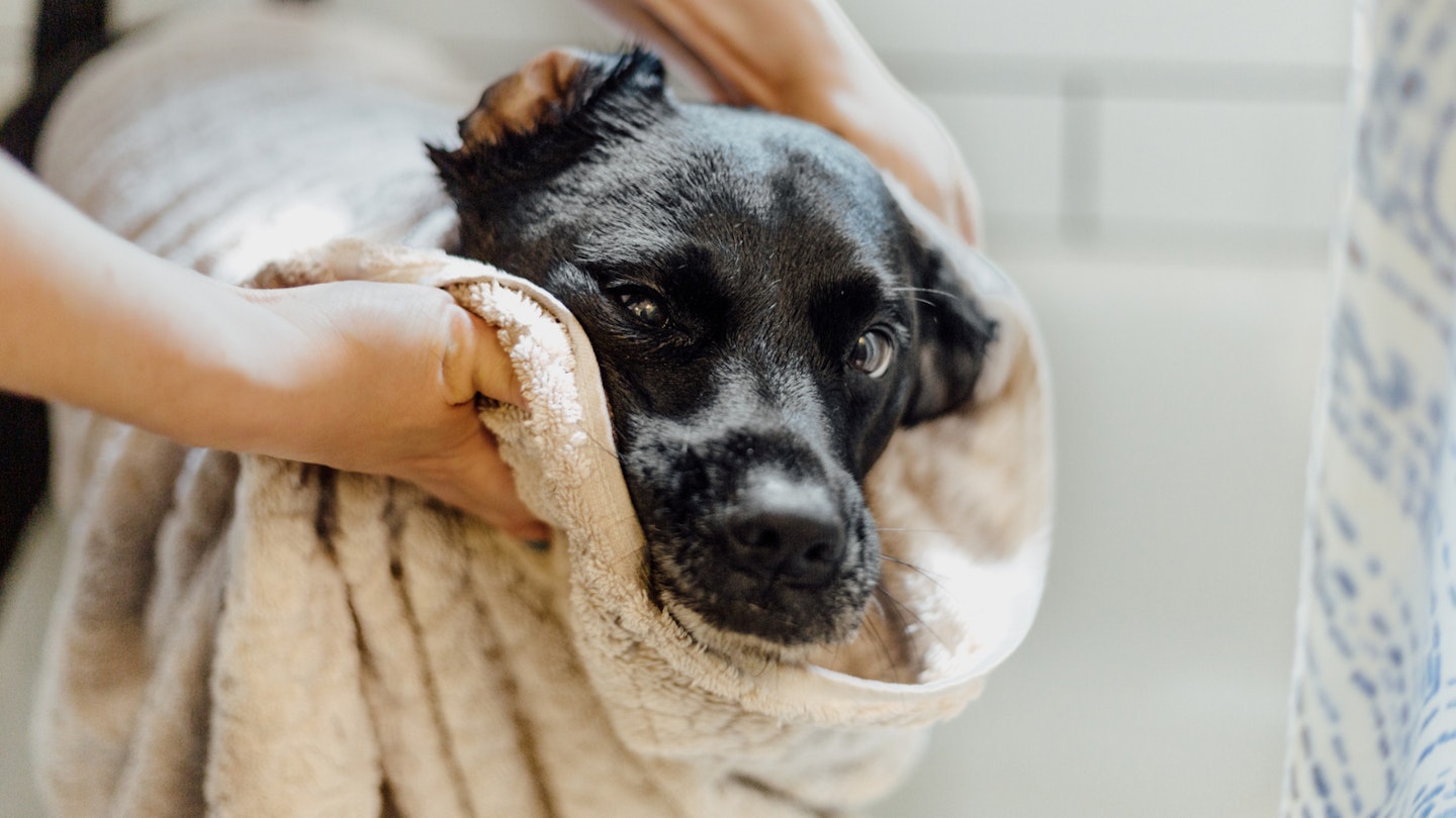 Dog drying towel