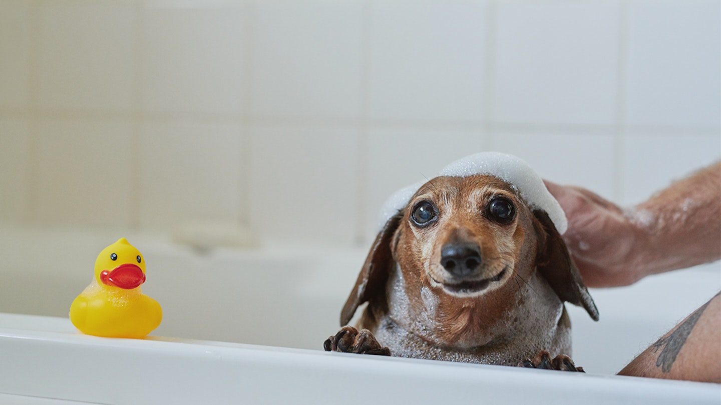 how to make homemade dog shampoo for itchy skin