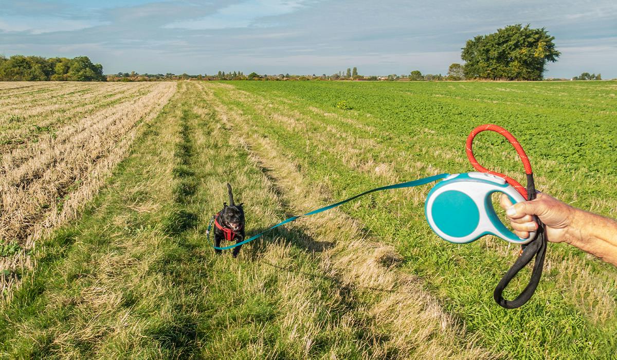 Best Retractable Dog Leads 2023 - Vimarsana News