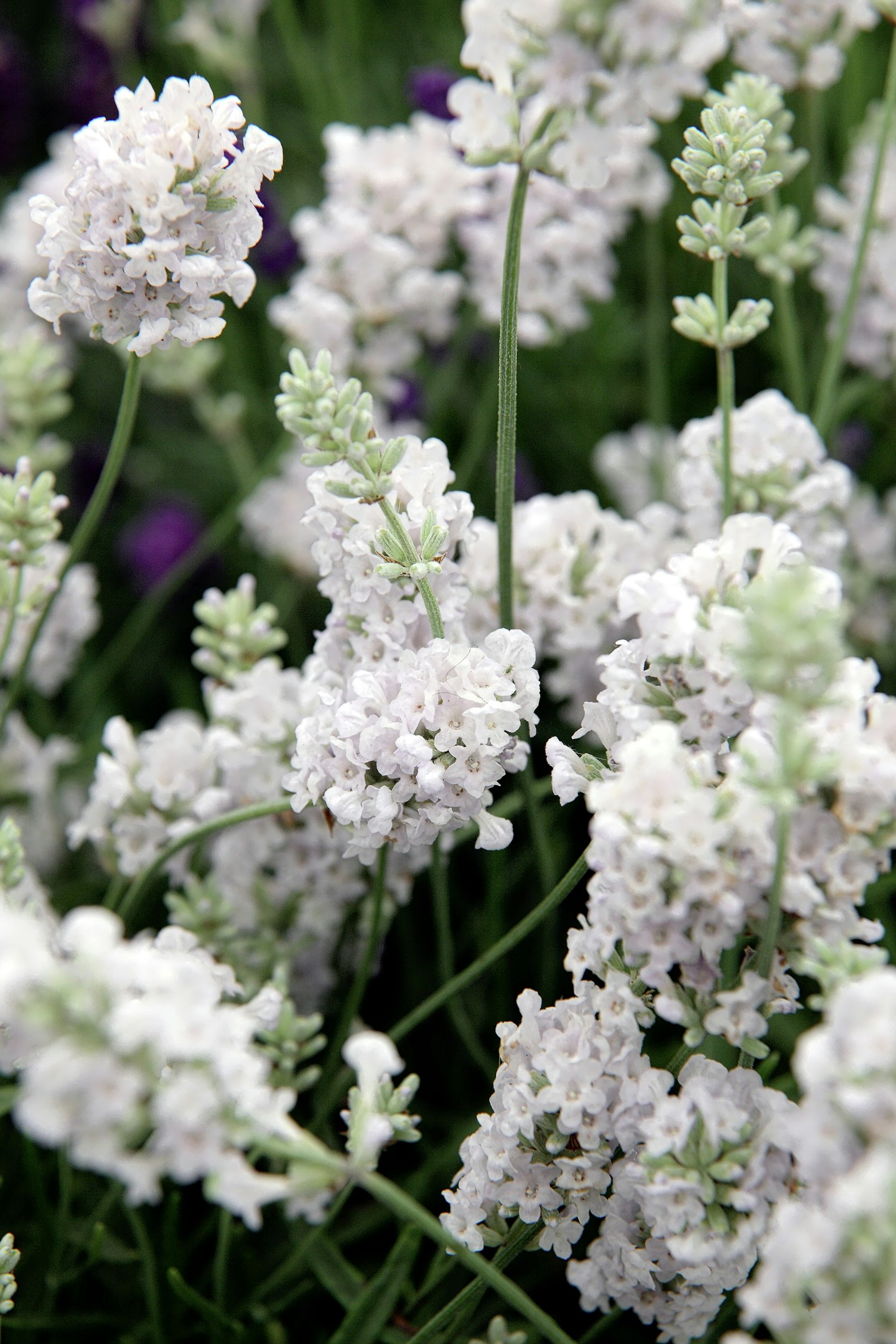 'Arctic Snow'