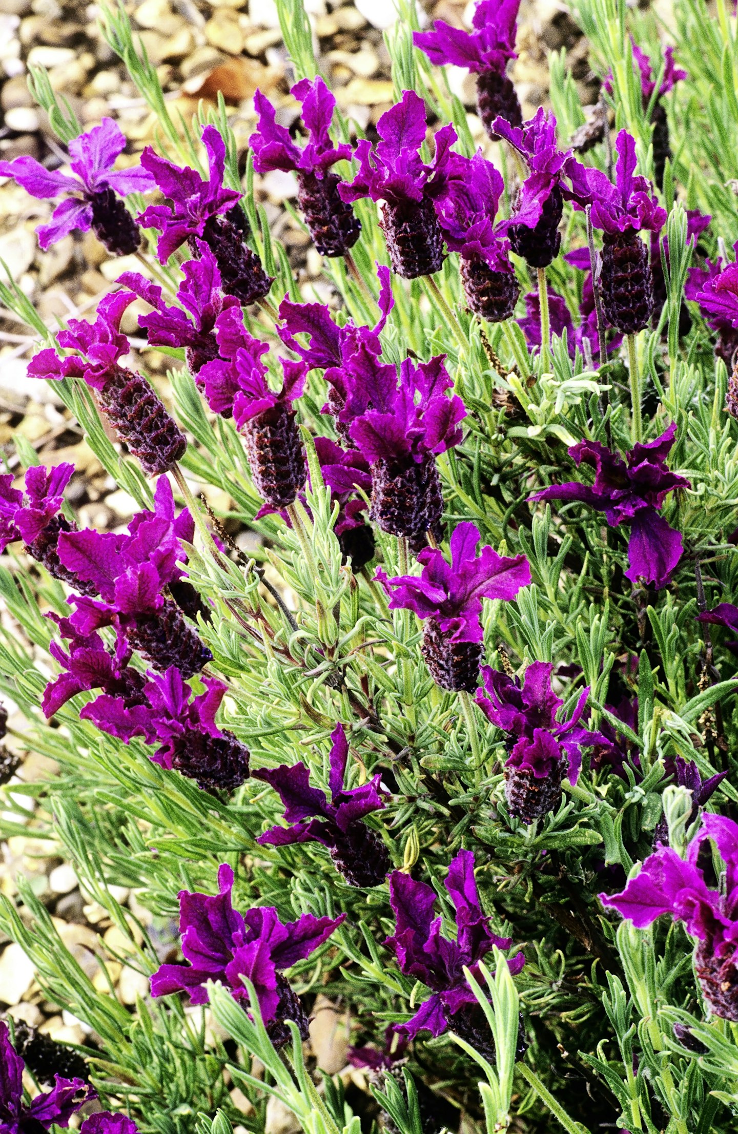 'Regal Splendour'